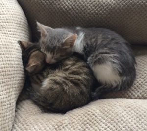 kittens napping